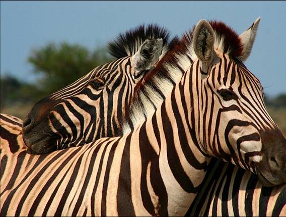 Africa Nature Animals (17)